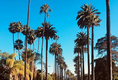 everly Hills Palm Trees